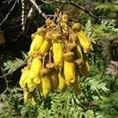Sophora chathamica 4L (81590) 3.5L