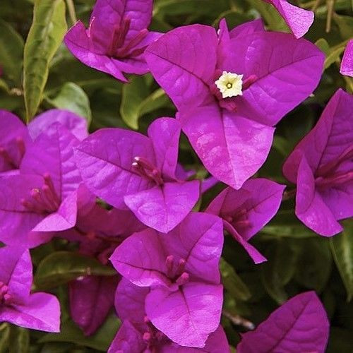 Bougainvillea 'Magnifica Trail 2L