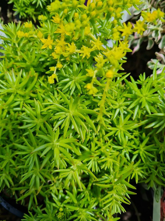 Sedum mexicanum 'Gold Blob' 1.9L