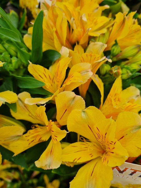 Alstroemeria inticancha 'Havan 2.5L