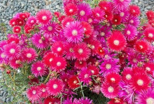 Lampranthus 'Raspberry Explosi 9cm