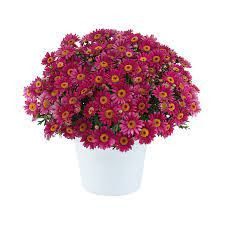 Argyranthemum 'Lollies Berry G 2.5L