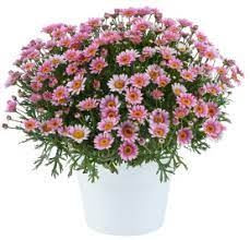 Argyranthemum 'Lollies Pink Pe 2.5L
