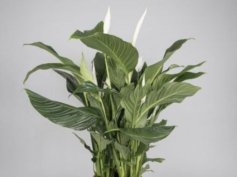 Spathiphyllum 'Sylvana' 15cm