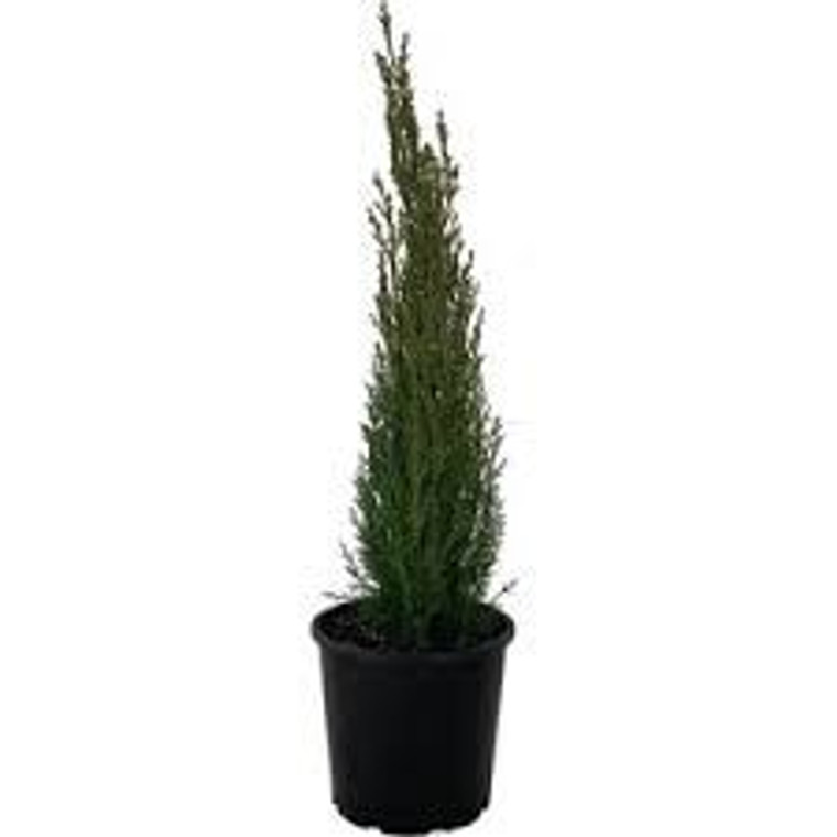 Cupressus 'Green Spire' 2.5L