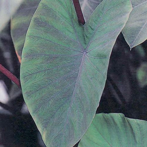Colocasia 'Heart Of The Jungle 2.5L