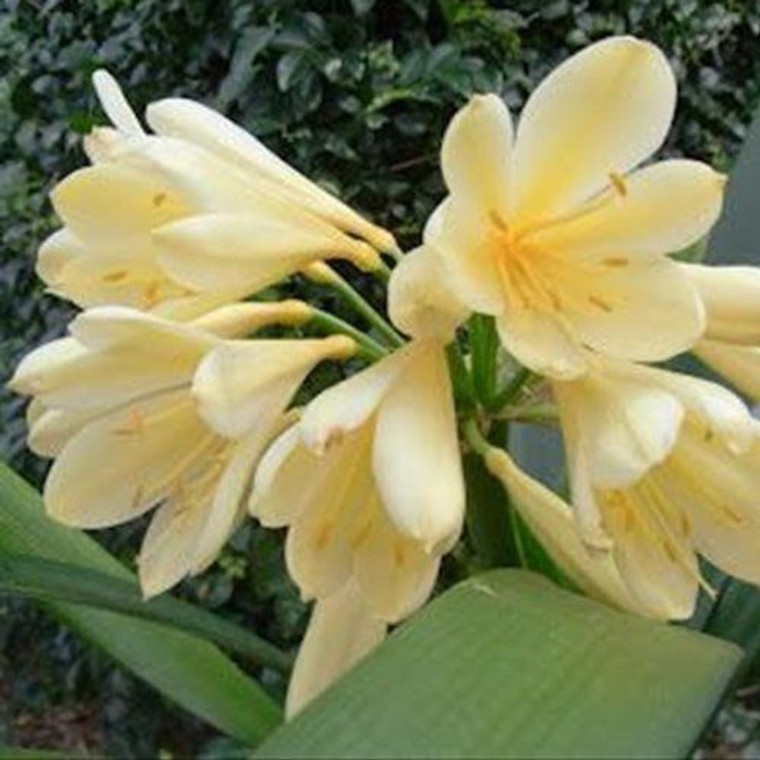 Clivia 'Moonglow' 5.5L