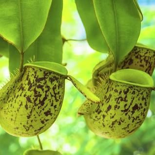 Nepenthes - Hanging Pitcher Pl 15cm