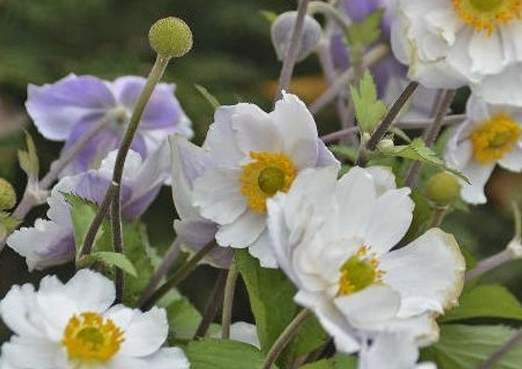 Anemone 'Dreaming Swan' 2.5L