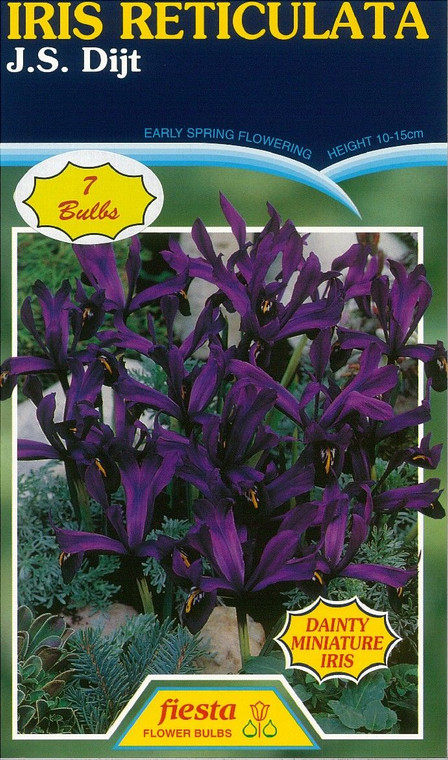 Iris Reticulata 'JS Dijt' 7