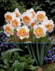 Daffodil 'Precocious' 5