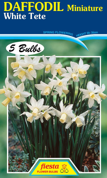 Daffodil 'White Tete' 5