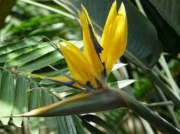 Strelitzia reginae 17cm (93372) 4.7L (93374) 2.5L