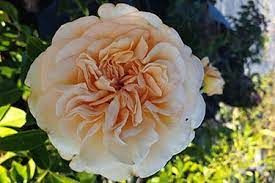 Rose 'Showpiece Champagne' 2.5L - Big Jims Garden Centre