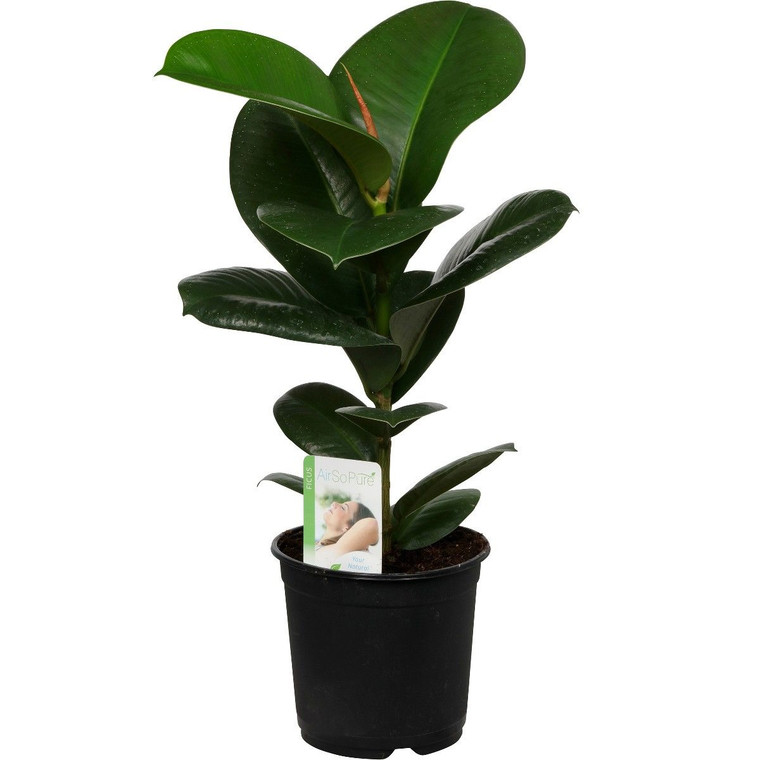 Ficus elastica 'Sofia' 14cm