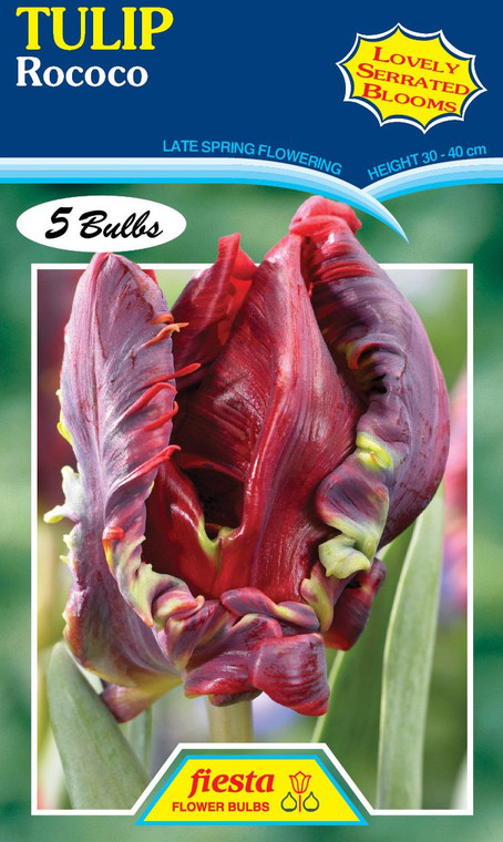 Tulip 'Rococo Parrot' 5