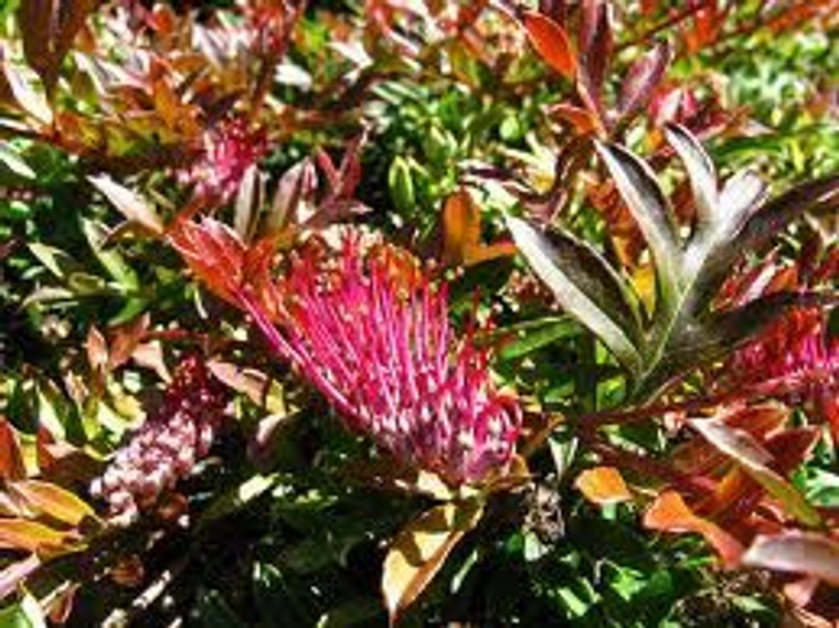 Grevillea 'Gaudi Chaudii' 2.5L (94182) 2.5L (97153) 2.5L