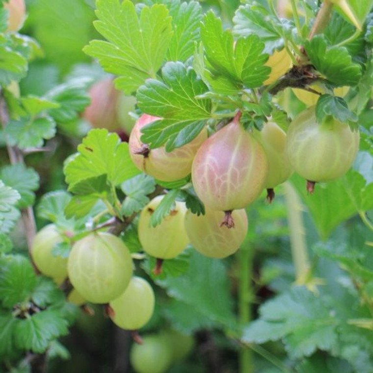 Gooseberry 'Farmers Glory' 2.5L