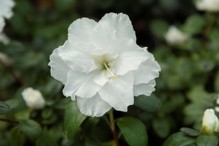 Azalea 'White Inga' 2.5L