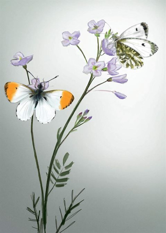 Card - Orange Tip Butterfly