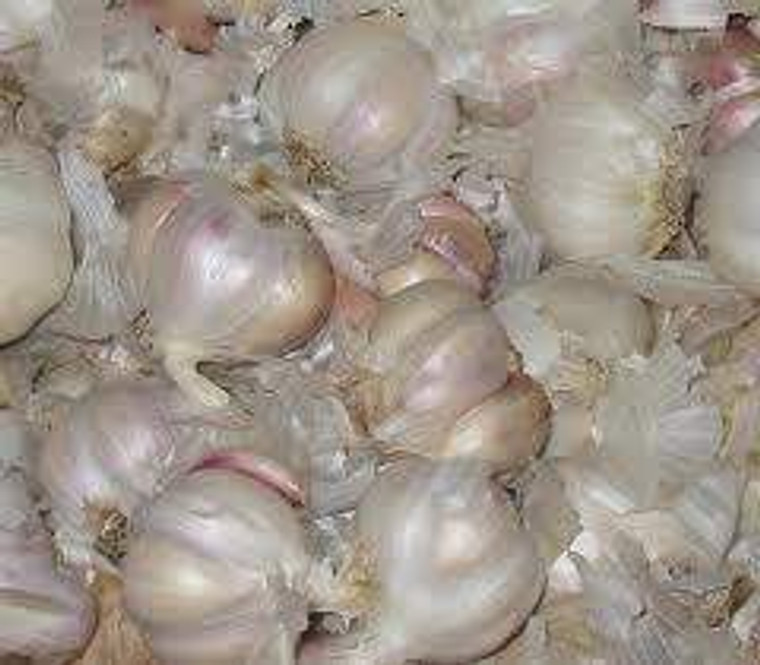 Garlic Bulbs - Printanor 5