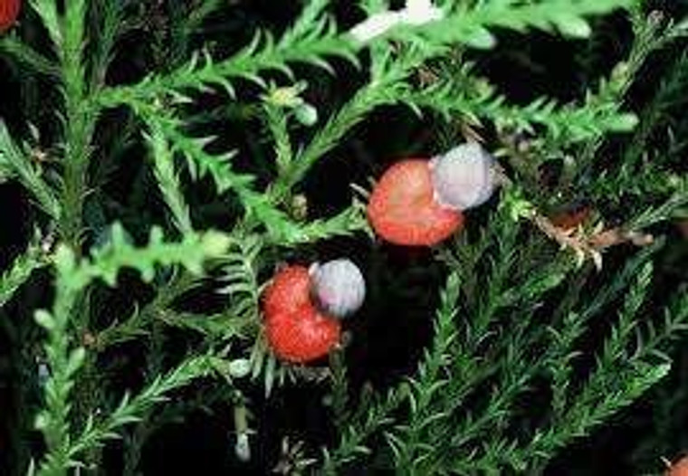Dacrycarpus dacrydioides 2.5L (113752) 3.5L