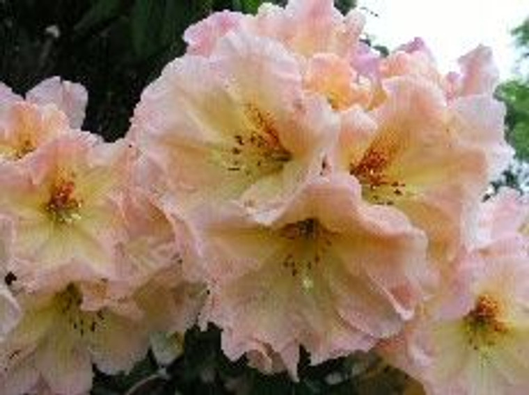 Rhododendron 'Porcelain Doll' 8L