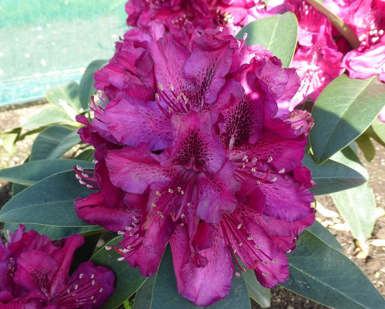 Rhododendron 'Always Jan' 8L