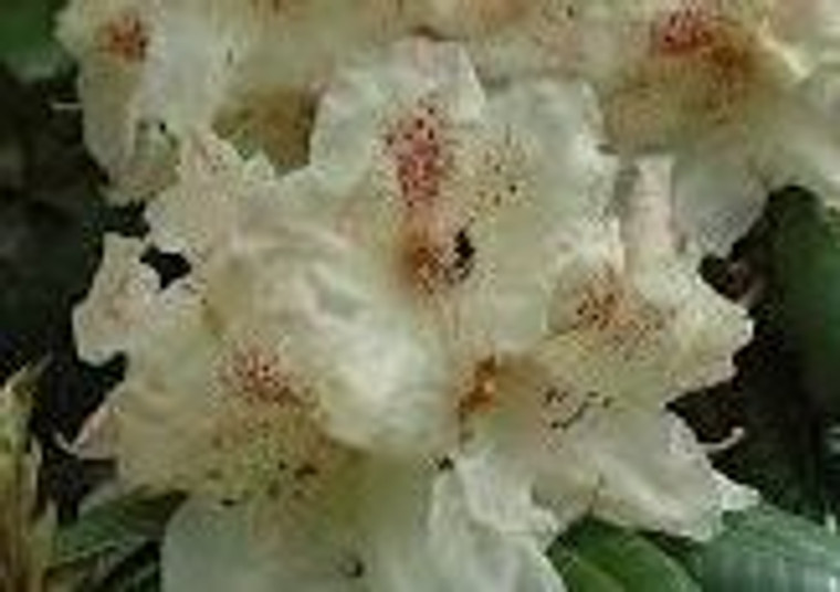 Rhododendron 'Mrs Betty Robert 8L
