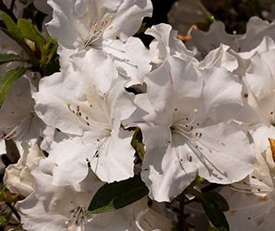 Azalea 'Encore Autumn Lily' 3.3L