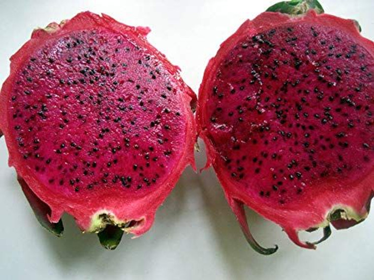 Pitaya Dragon Fruit 'Red' 4L