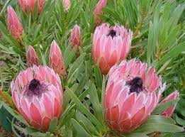 Protea 'Burgundy Nipple' 3.5L