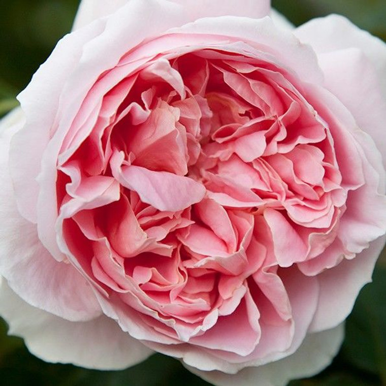 Rose 'NZ Gardener' 6L