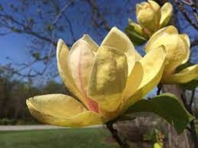 Magnolia 'Sunsation' PB18