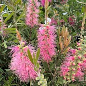 Callistemon 'Candy Floss' 3.5L