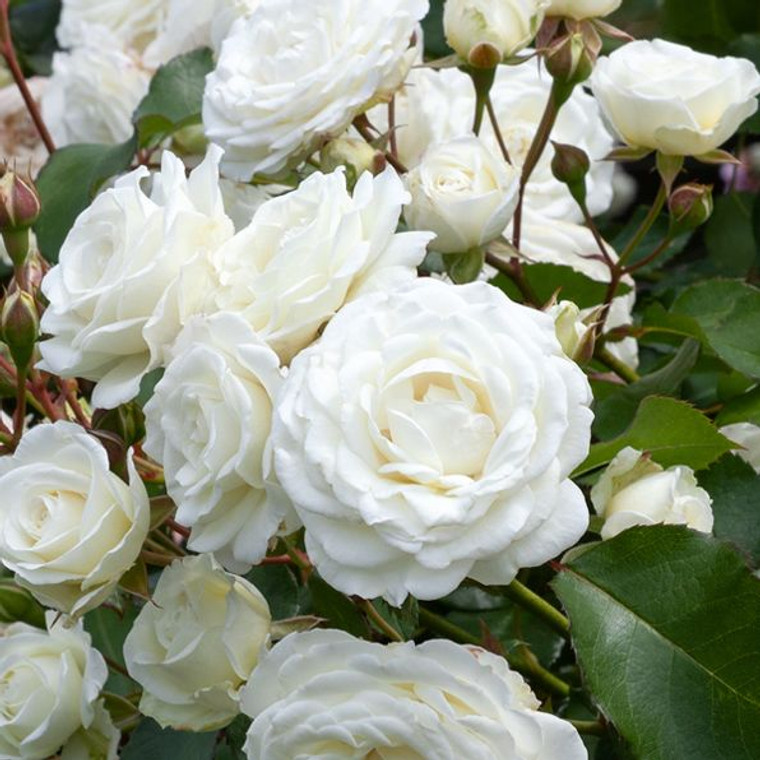 Rose 'Snow Bunny' 4.7L