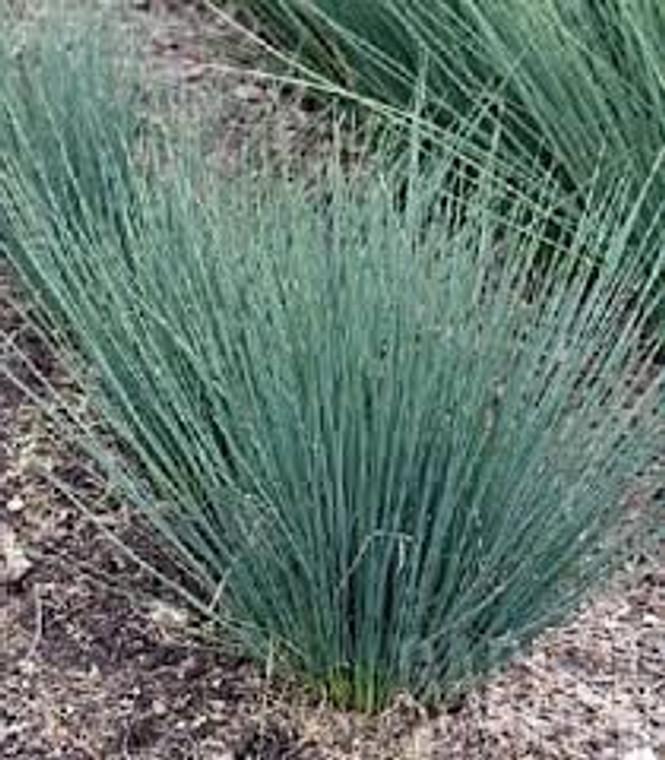 Juncus 'Blue Dart' GOL