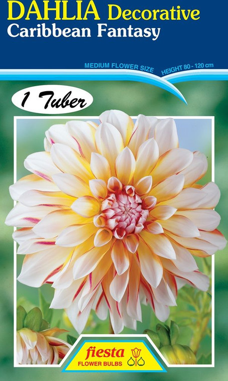 Dahlia Decorative 'Caribbean F