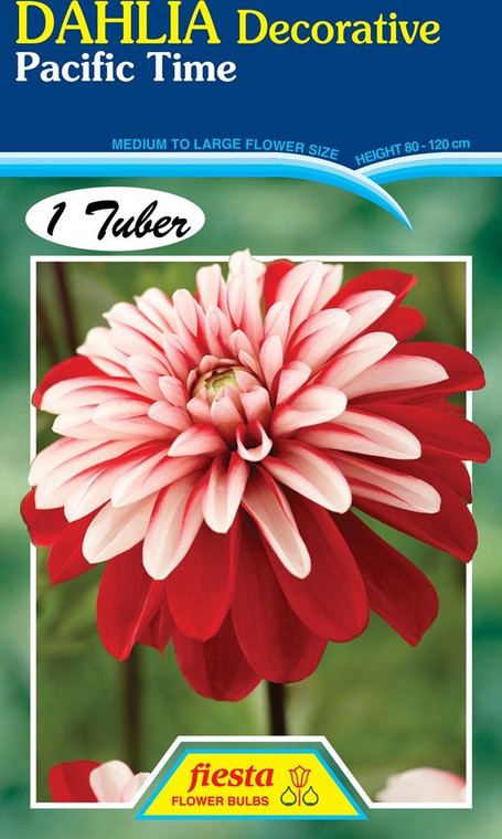 Dahlia Decorative 'Pacific Tim
