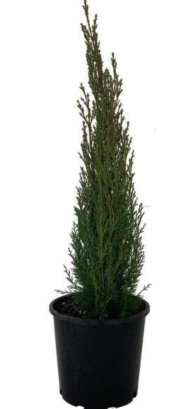 Cupressus sempervirens 'Gracil 3.5L