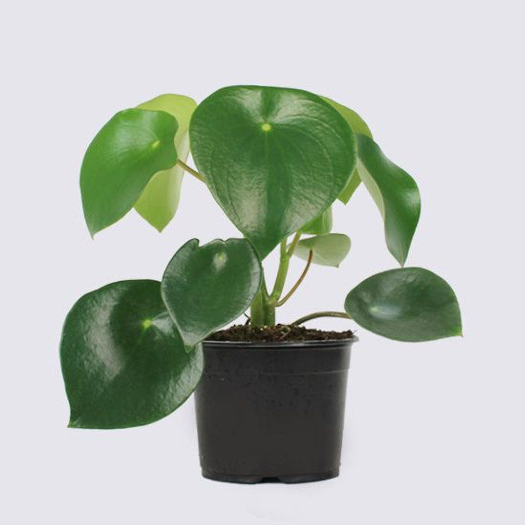 Peperomia polybotrya 14cm