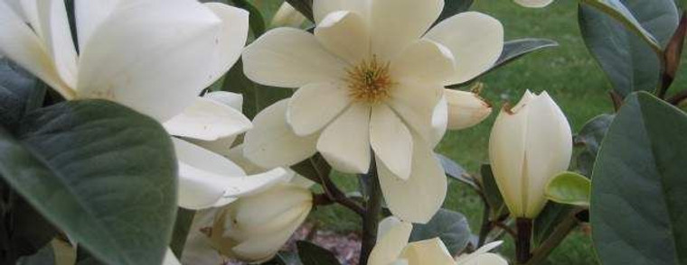 Magnolia 'Fairy Cream' - Stand 15L