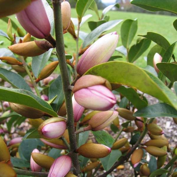 Magnolia 'Fairy Blush' - Stand 15L