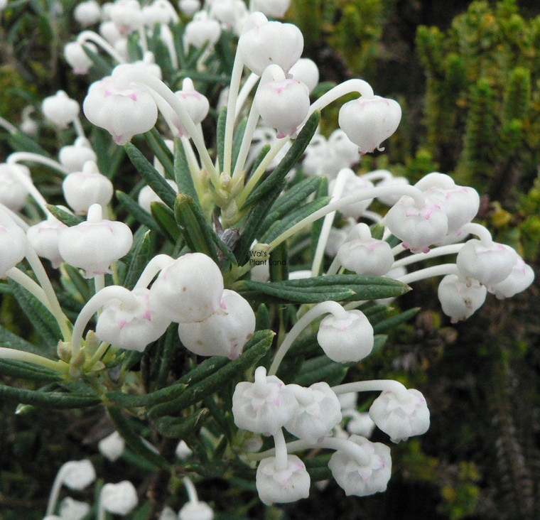 Andromeda compacta 'Alba' 2L