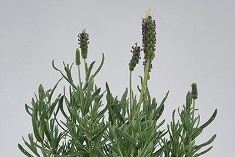 Lavender Laveanna 'White' 1.5L