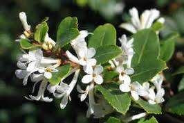 Osmanthus 'Pearly Gates' 6L