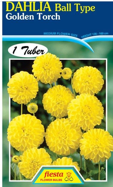 Dahlia Ball Type 'Golden Torch