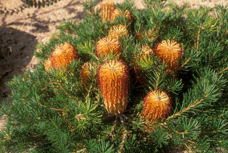 Banksia ericifolia 1.5L