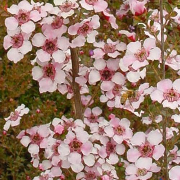 Leptospermum 'Andromeda' 3.5L