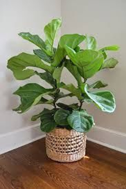 Ficus lyrata - Fiddle Leaf Fig 17cm